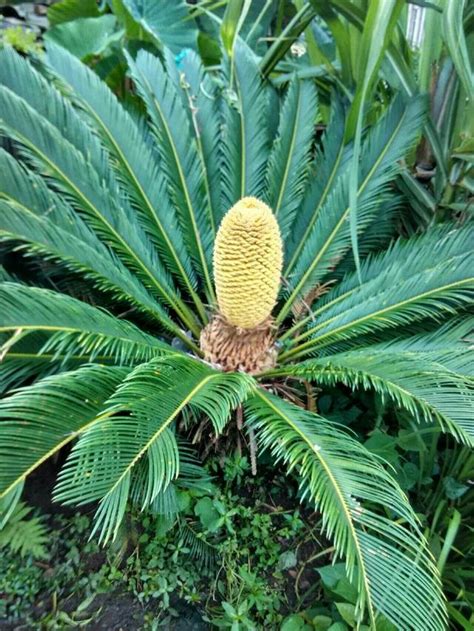 鐵樹開花 意思